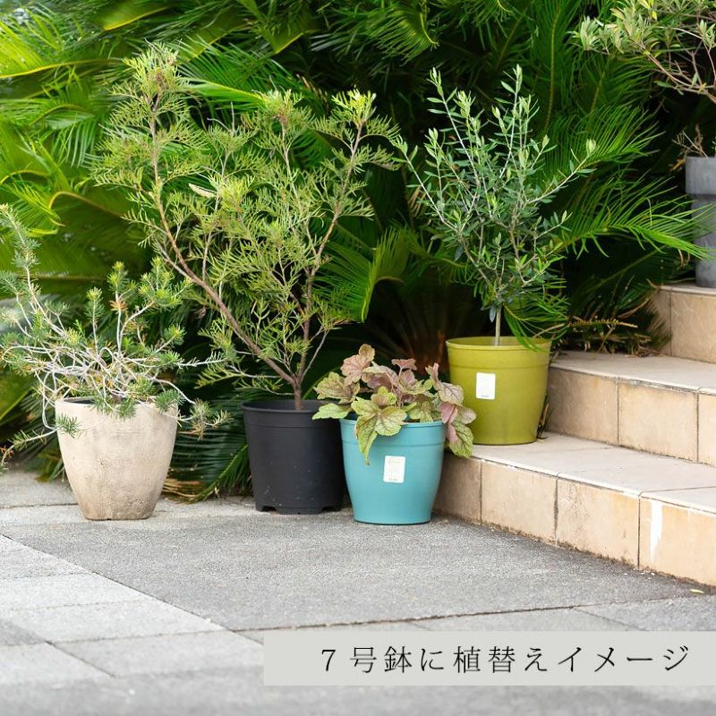 ヒューケレラ「スイートティー」