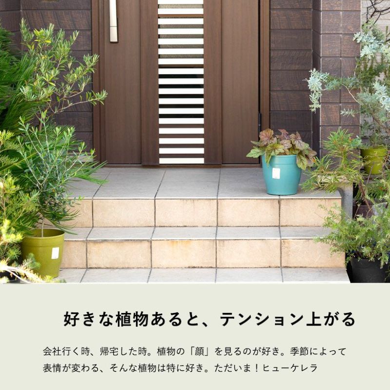 ヒューケレラ「スイートティー」