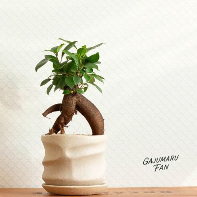 ガジュマル盆栽　我樹丸　パンダガジュマル ガジュマル盆栽 我樹丸 パンダガジュマル 観葉植物 パンダ
