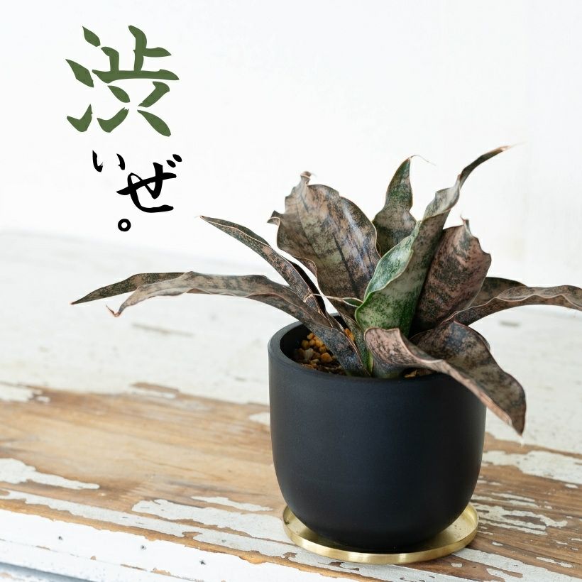 000000009863-01-m.jpg?t=