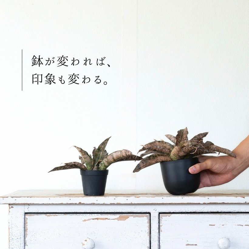 鉢が変われば、印象も変わる。