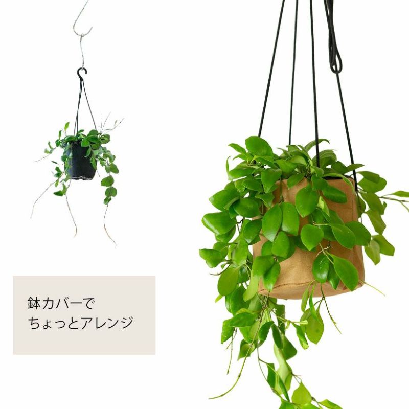 4号タイプにホヤを飾った写真