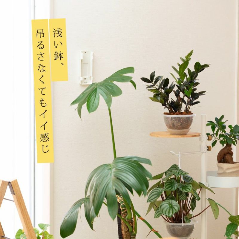 コウモリラン浅鉢が似合う