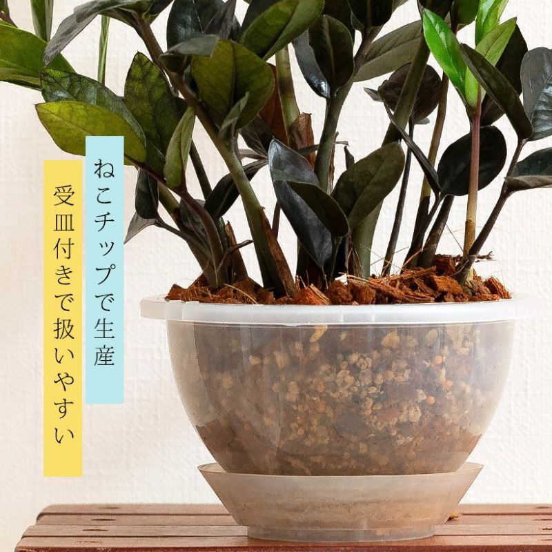 ねこチップで植え込み