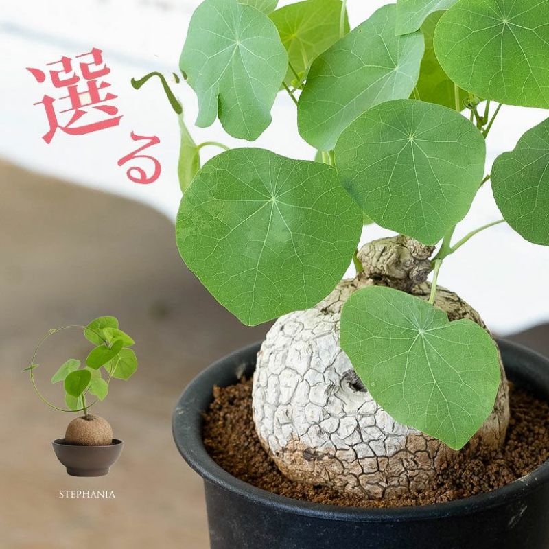 【美株】塊根植物 ステファニア スベローサ 極美/塊根植物】ステファニア スベローサ B ステファニア
