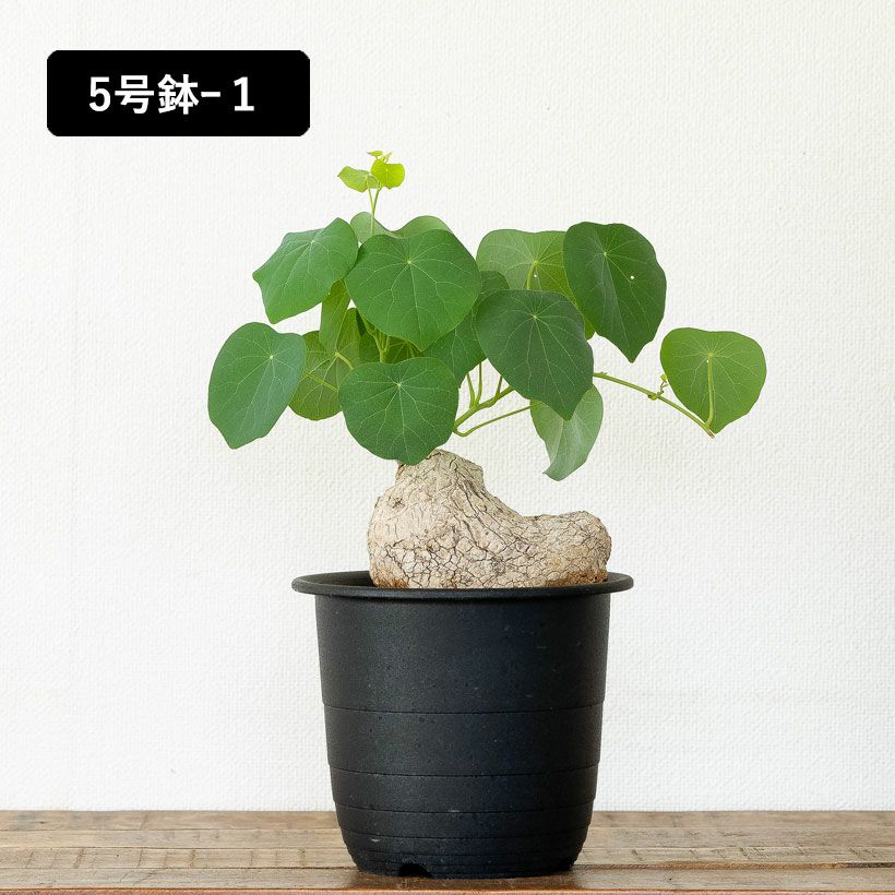 【極美株/塊根植物】ステファニア スベローサ　　セレクト特大まん丸株　発根済み 極美株/塊根植物】ステファニア スベローサ セレクト特大まん丸