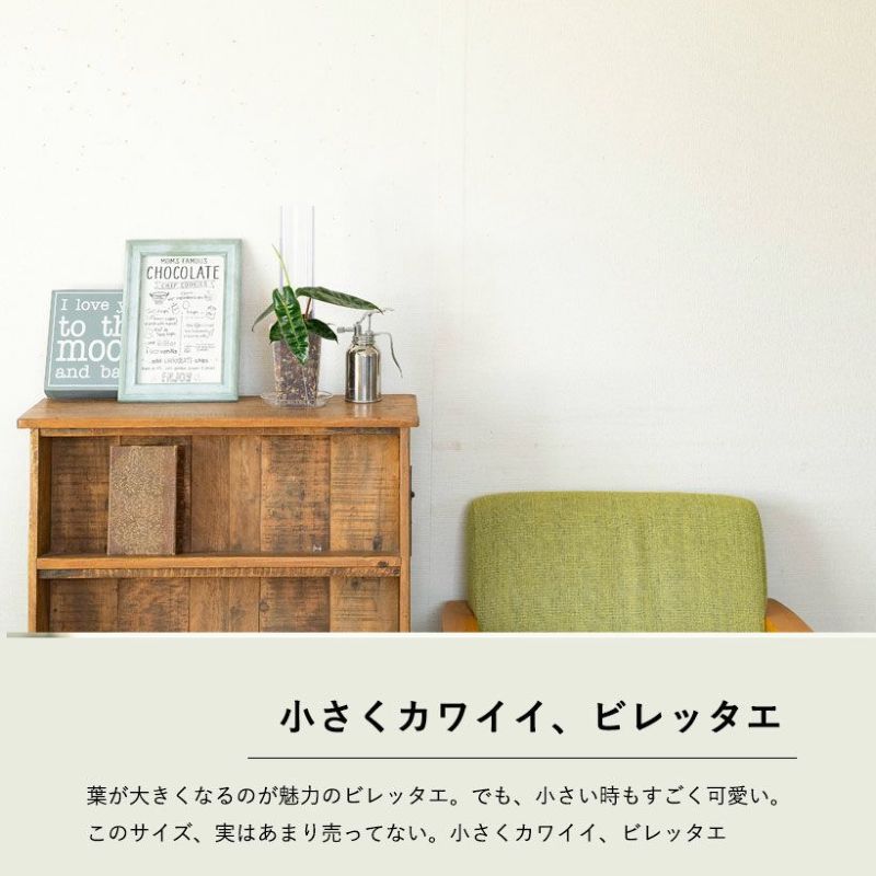 フィロデンドロン ナンガリテンスの生長
