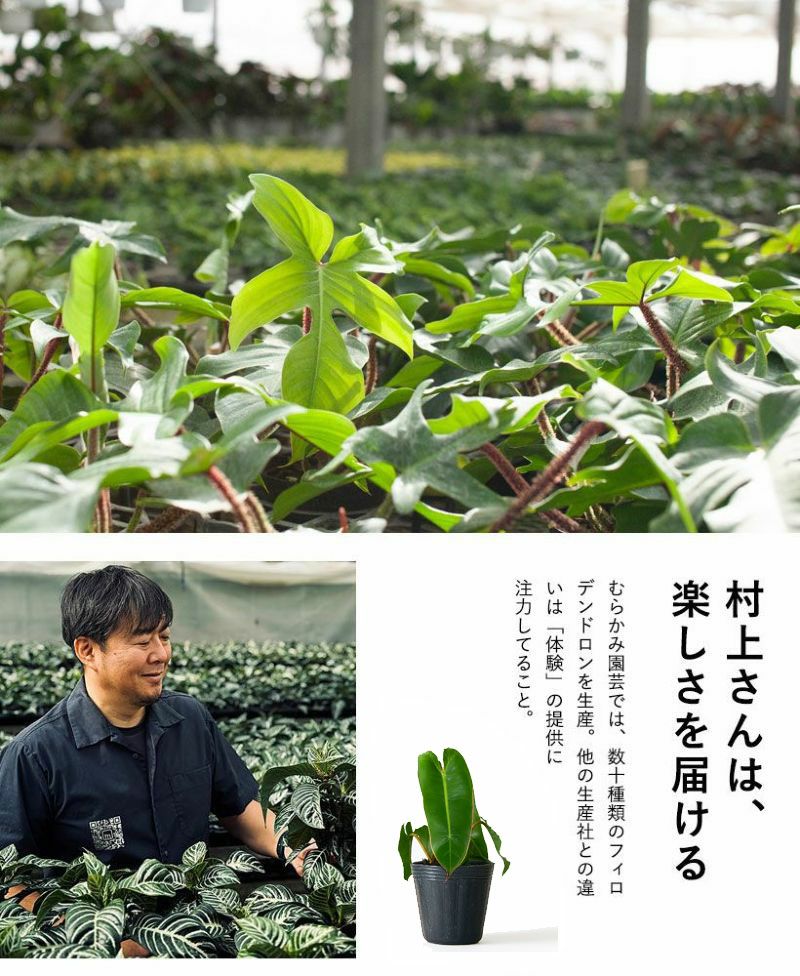 むらかみ園芸の説明