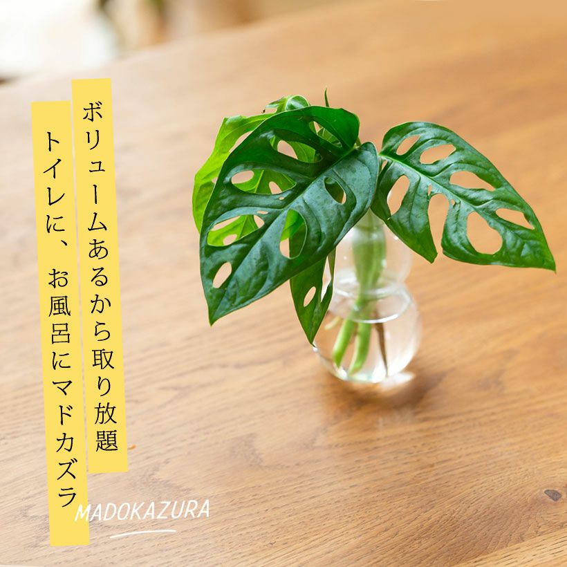 光を拾うために葉に穴を開けた、不思議な熱帯植物マドカズラ