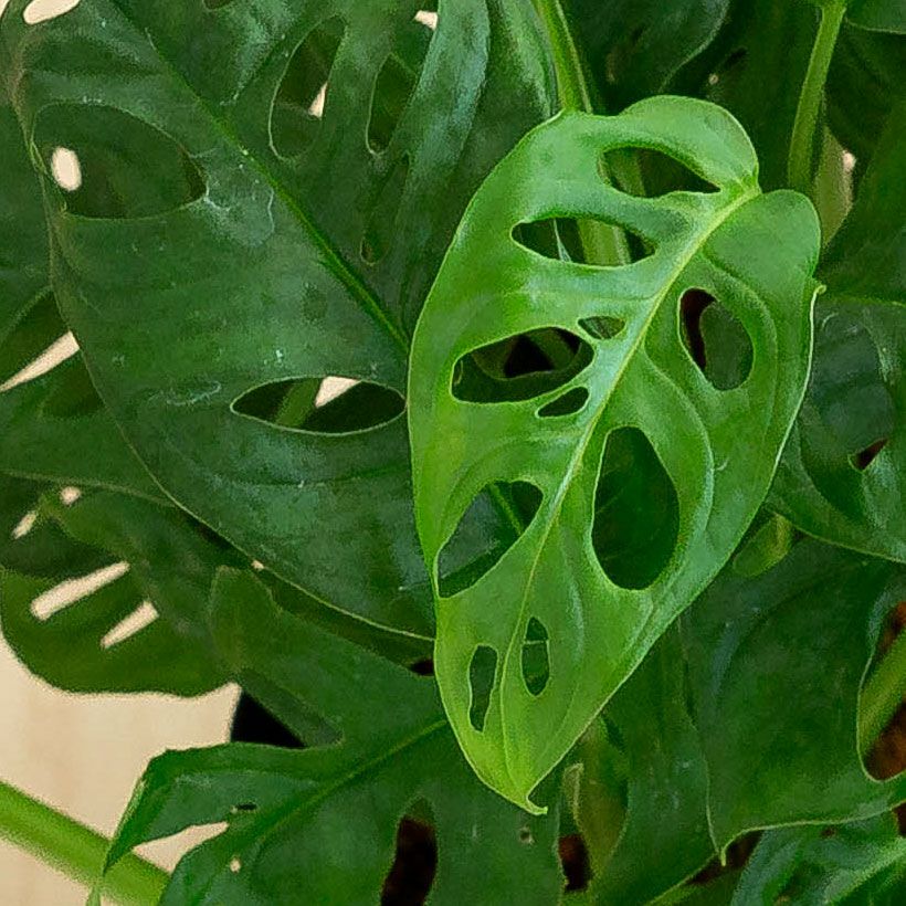 光を拾うために葉に穴を開けた、不思議な熱帯植物マドカズラ