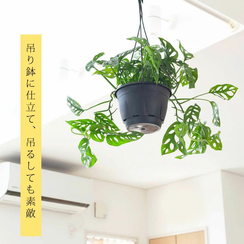 光を拾うために葉に穴を開けた、不思議な熱帯植物マドカズラ