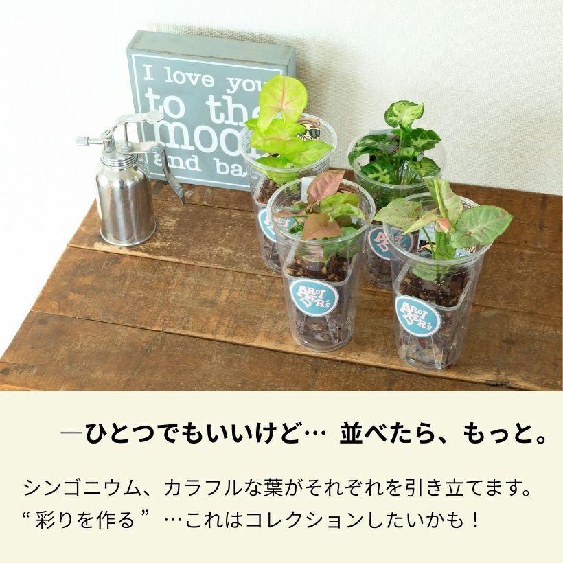 コレクション