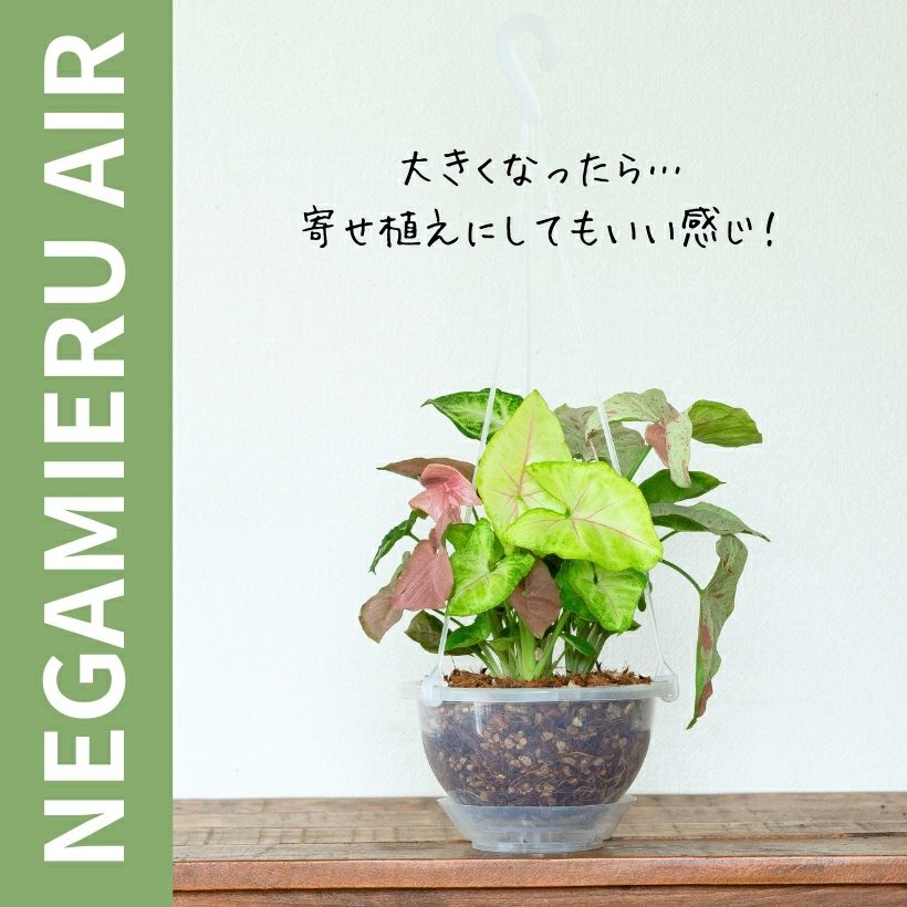 ネガミエルエアーに植替えたイメージ