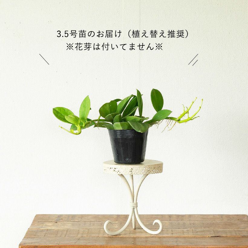 ホヤ パキクラダ（育て方付き）暑さ寒さ強く花も咲きやすい品種