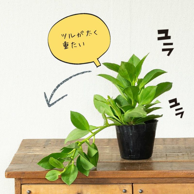 ホヤ・パキクラダの葉