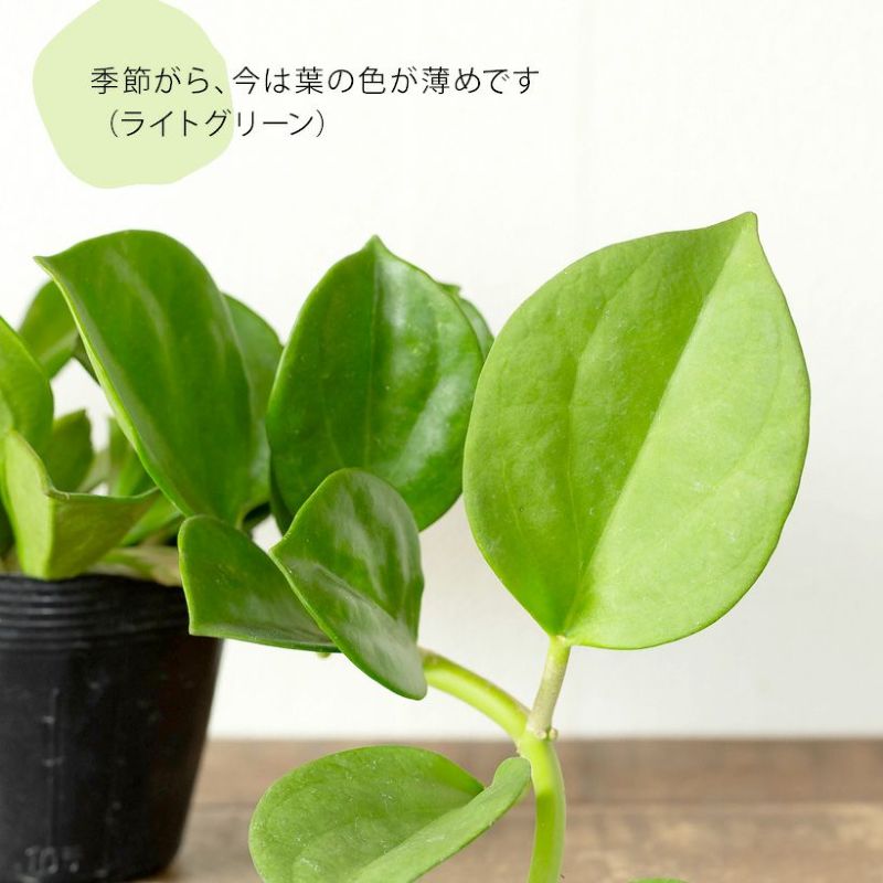 ホヤ・パキクラダの葉