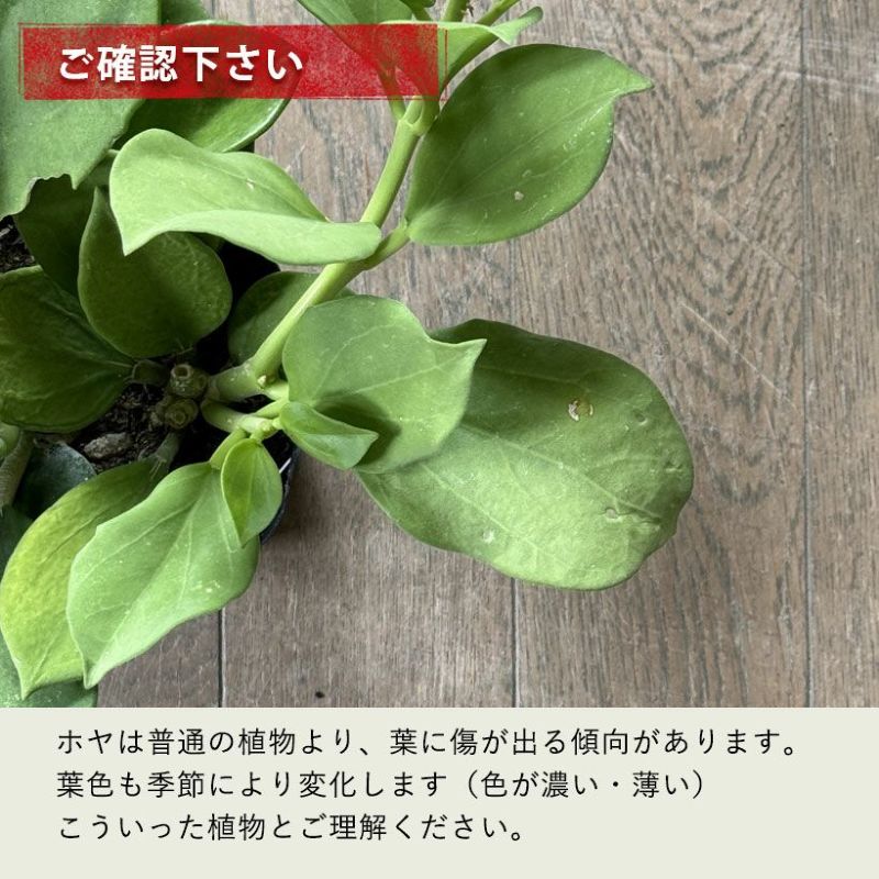 ホヤ・パキクラダを上から