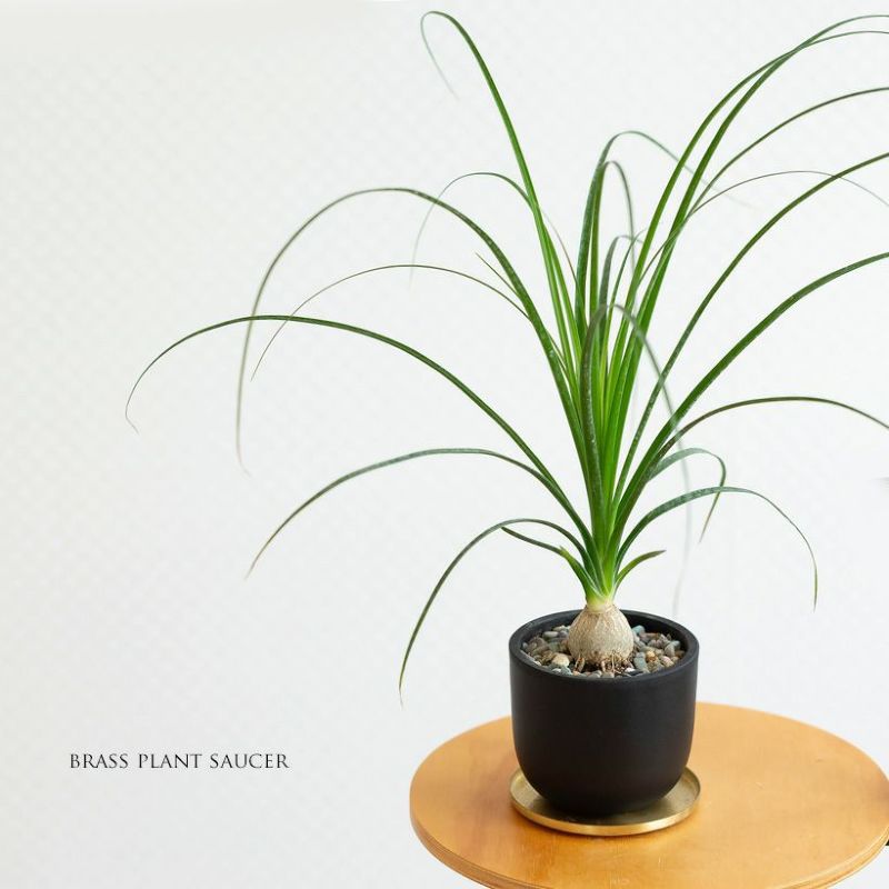 トックリラン(ノリナ)植え替え