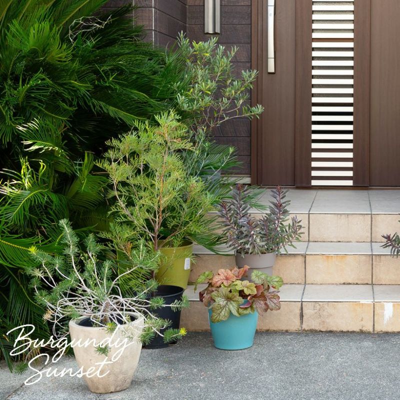 大きい植物は部屋の邪魔になる