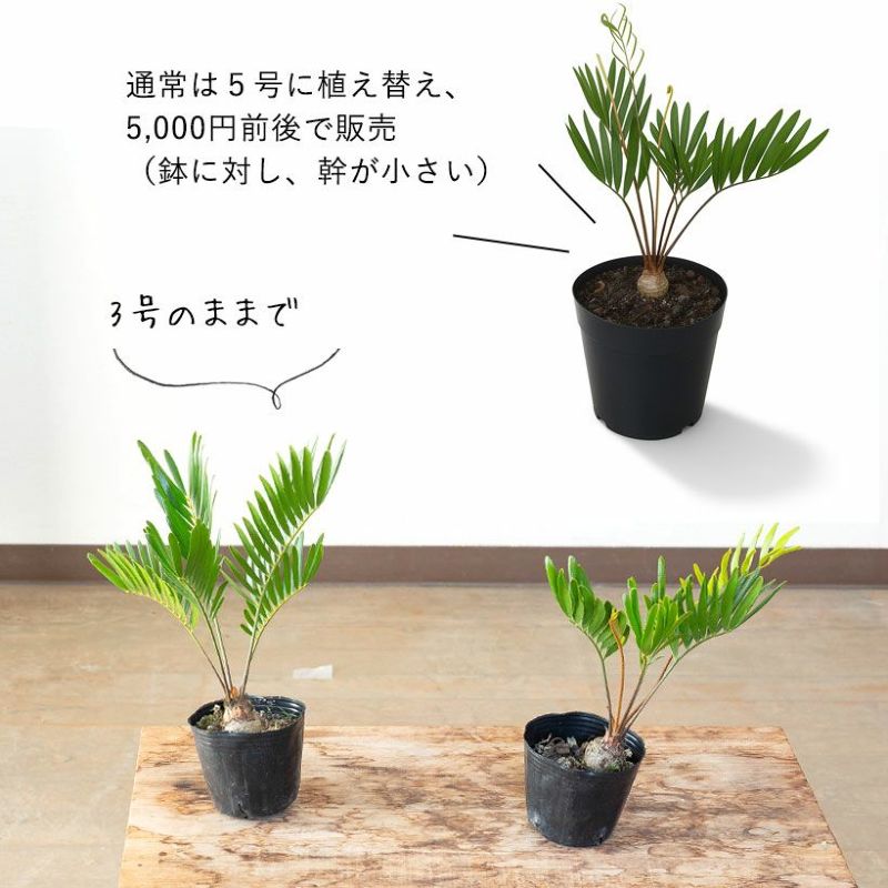 石垣島生まれのザミア