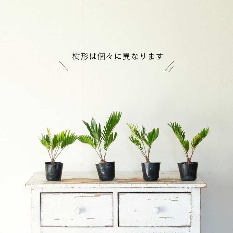 ベランダに飾ったイメージ