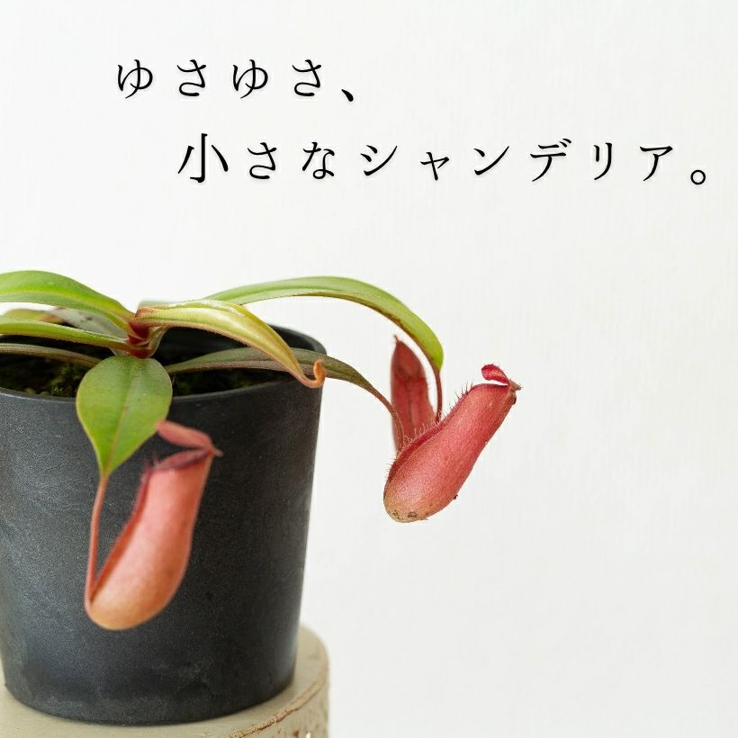 ゆあゆさ、小さなシャンデリア