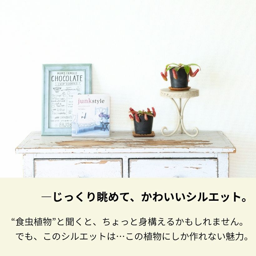 ネペンテス・レディラックの写真