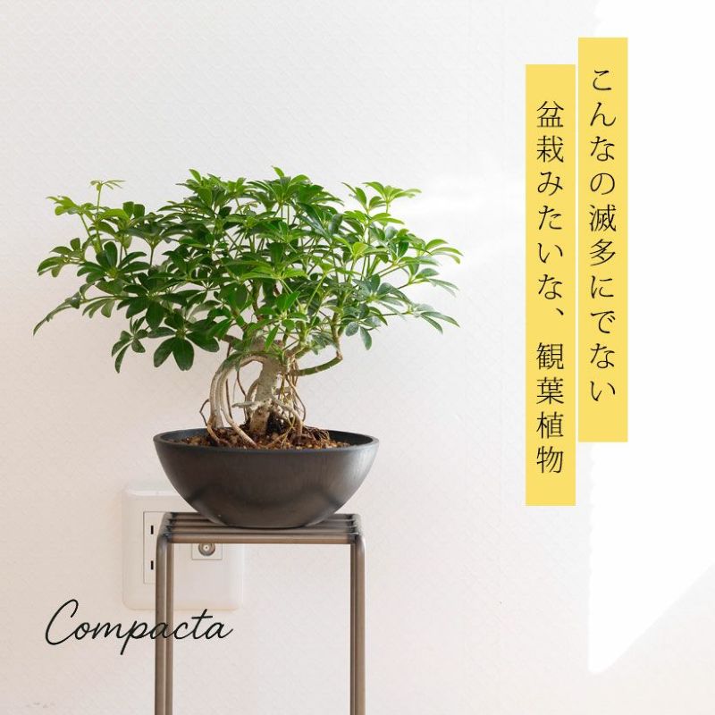 木質化した観葉植物の株元