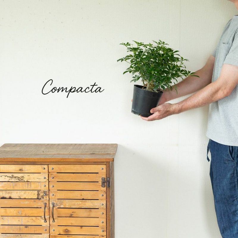 観葉植物は木が古くなると気根が