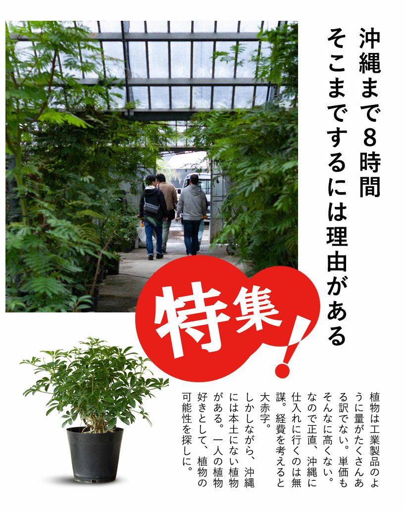 シェフレラコンパクタを花台の上に