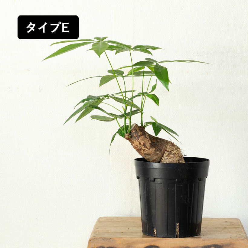 幹曲がり。塊根植物みたいなパキラグラブラ