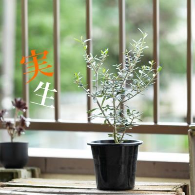 実生オリーブ「世界に一つだけ」を体感しよう！盆栽風です