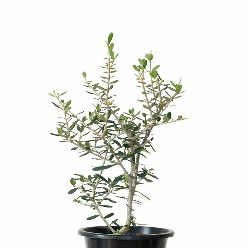 実生オリーブ「世界に一つだけ」を体感しよう！盆栽風です