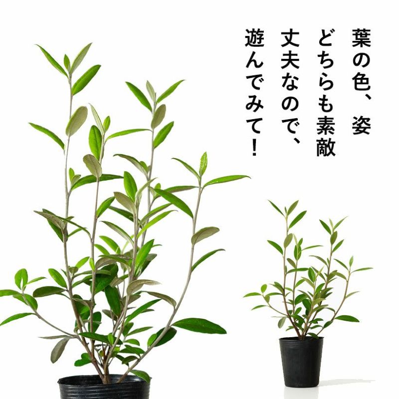 コロキアジーンティーズジャイアント艶のあるエメラルド葉