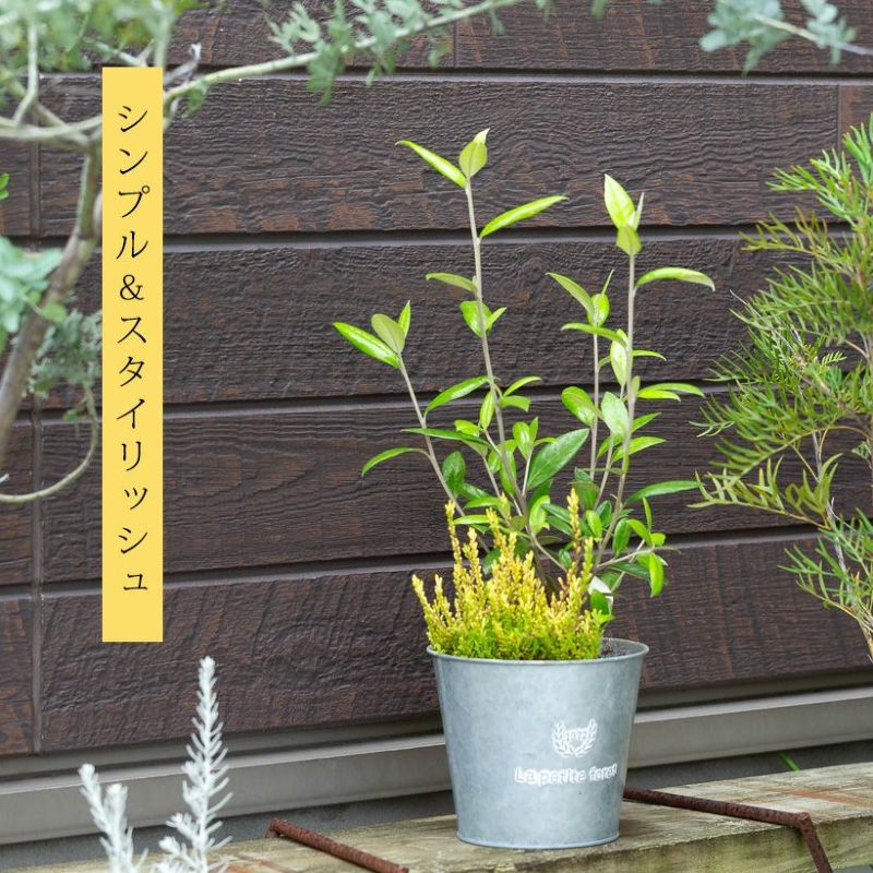 コロキアジーンティーズジャイアント艶のあるエメラルド葉