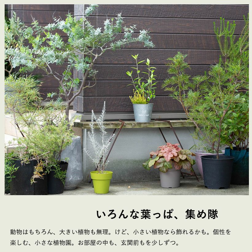 コロキアジーンティーズジャイアント艶のあるエメラルド葉