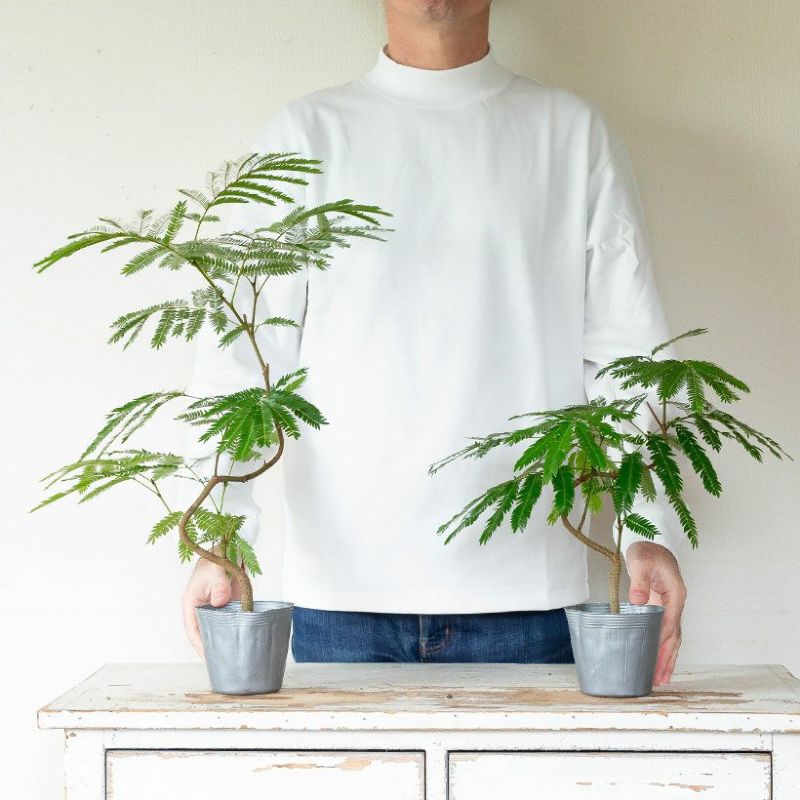 ネムノキ・エバーフレッシュ（枝曲がり）