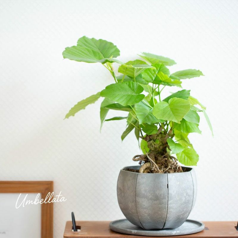 根上がりウンベラータ！幹が太く大木のような存在感