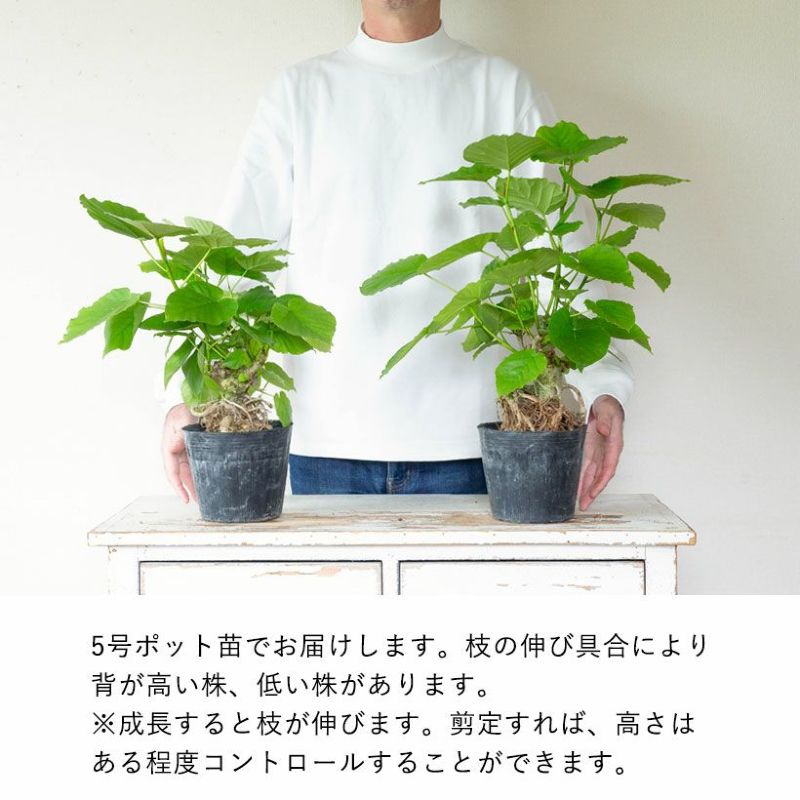 根上がりウンベラータ！幹が太く大木のような存在感