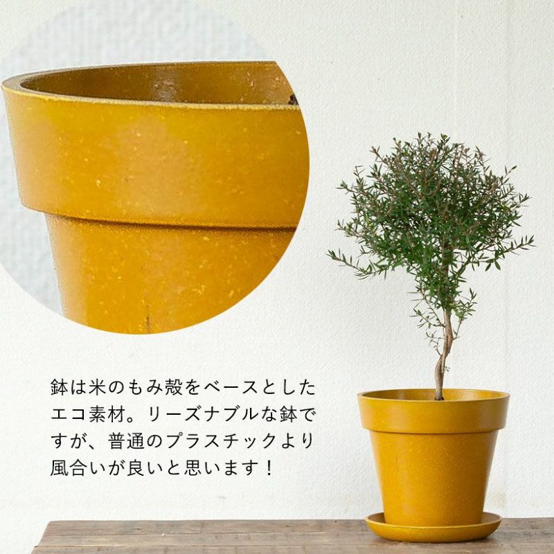 ギョリュウバイ侘び寂び風の盆栽スタンド仕立て｜育て方付き