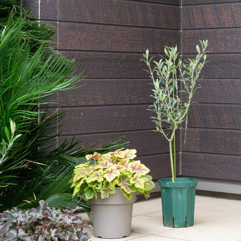 オリーブ・セントキャサリン