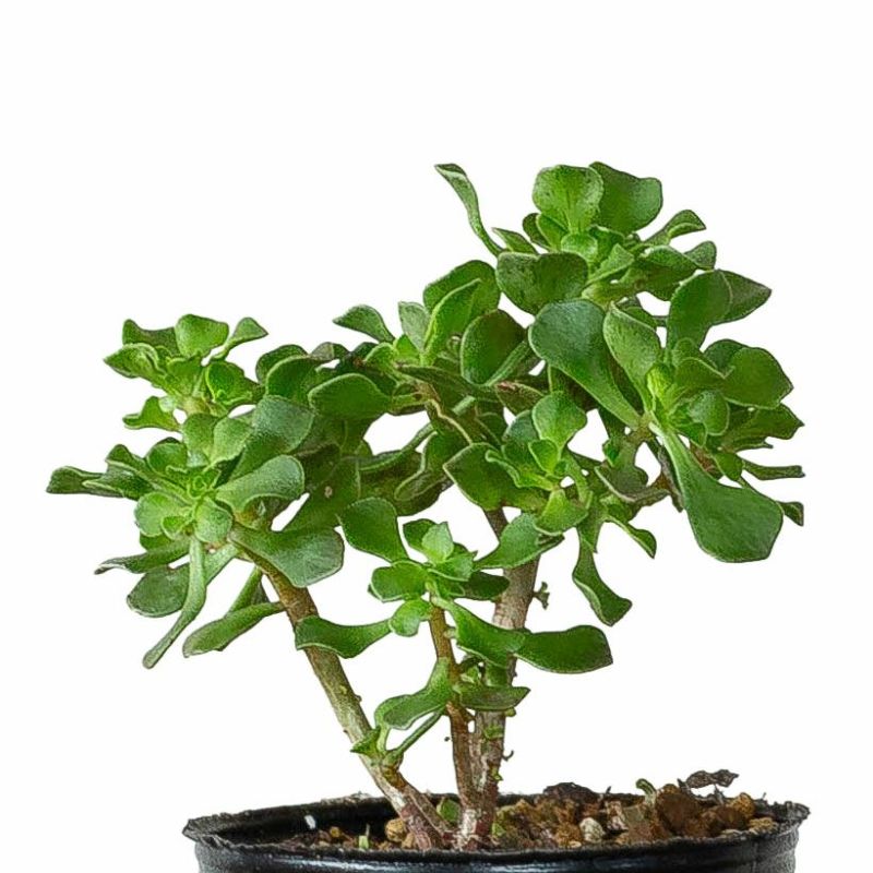 アエオニウム・チョコチップ枝分岐｜小さな多肉盆栽のようだ