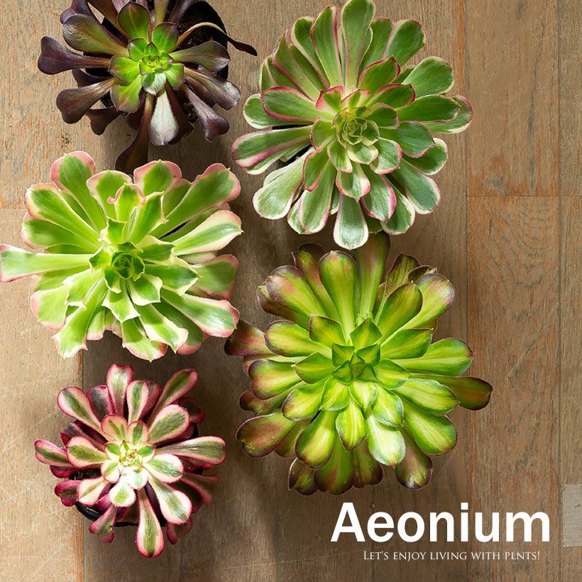 000000010109-01-m.jpg?t=