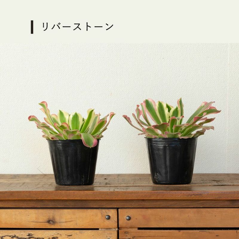 Top【選抜株】22162 アエオニウム　ゴージャス綴化12個　鉢無し/脱土 アエオニウムショウカ/シャネル/クジャクレイ/アフターグロウ/リバー