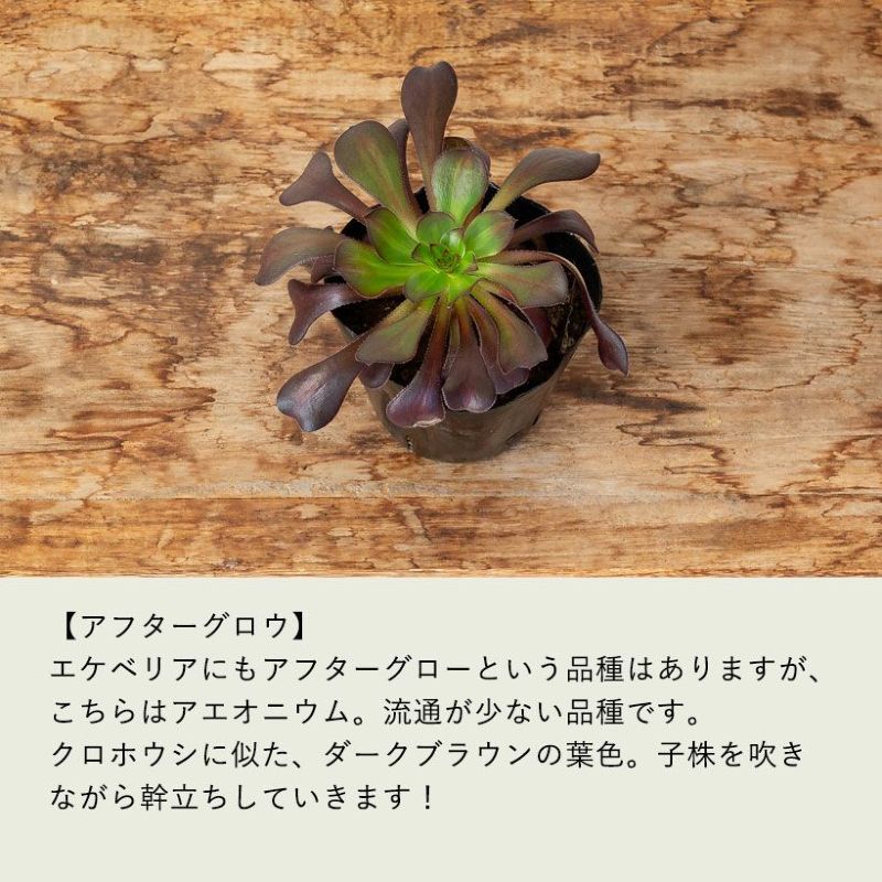 アエオニウム 専用出品 期間限定増量 農園直売 送料無料 多肉植物 アエオニウム属、1点選べる