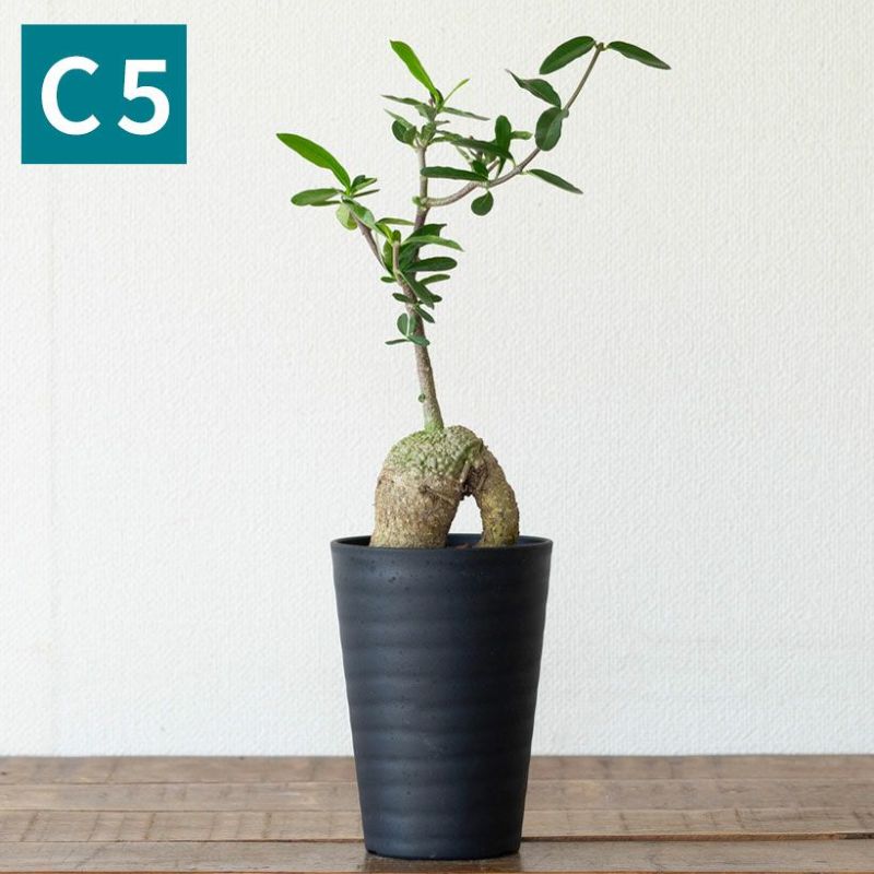 写真で選べる】フォッケア・エデュリス（火星人）・育て方付き