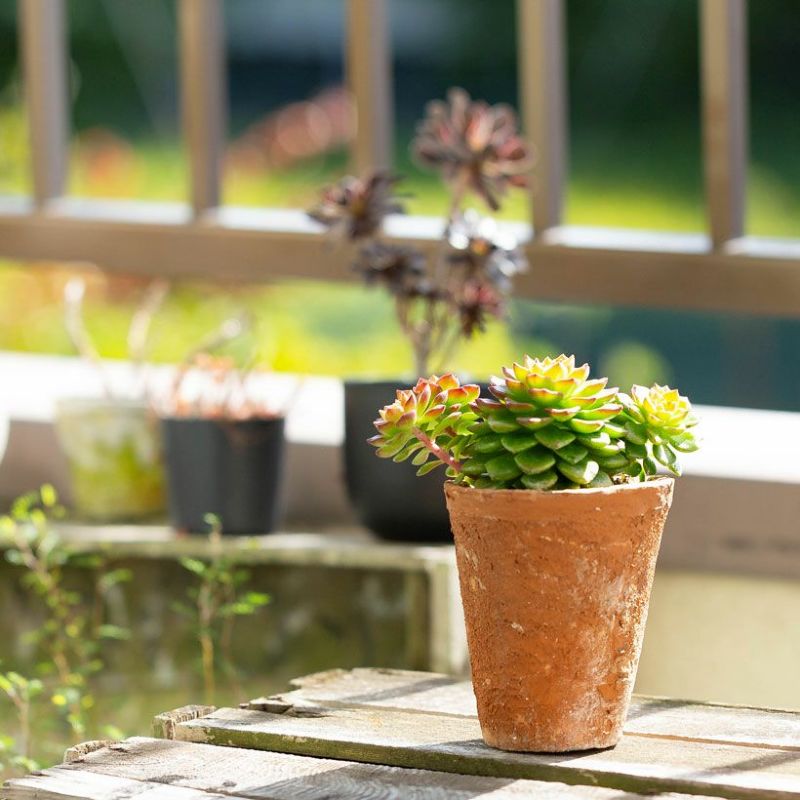 セデベリア レティジア「マジックゴールド」子株吹き株