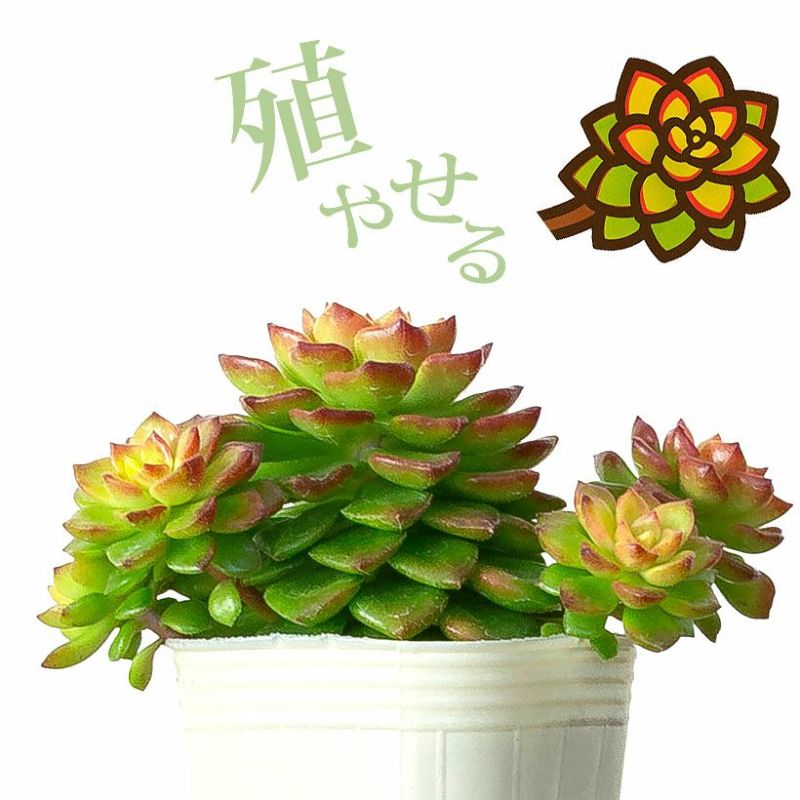 セデベリア レティジア「マジックゴールド」子株吹き株