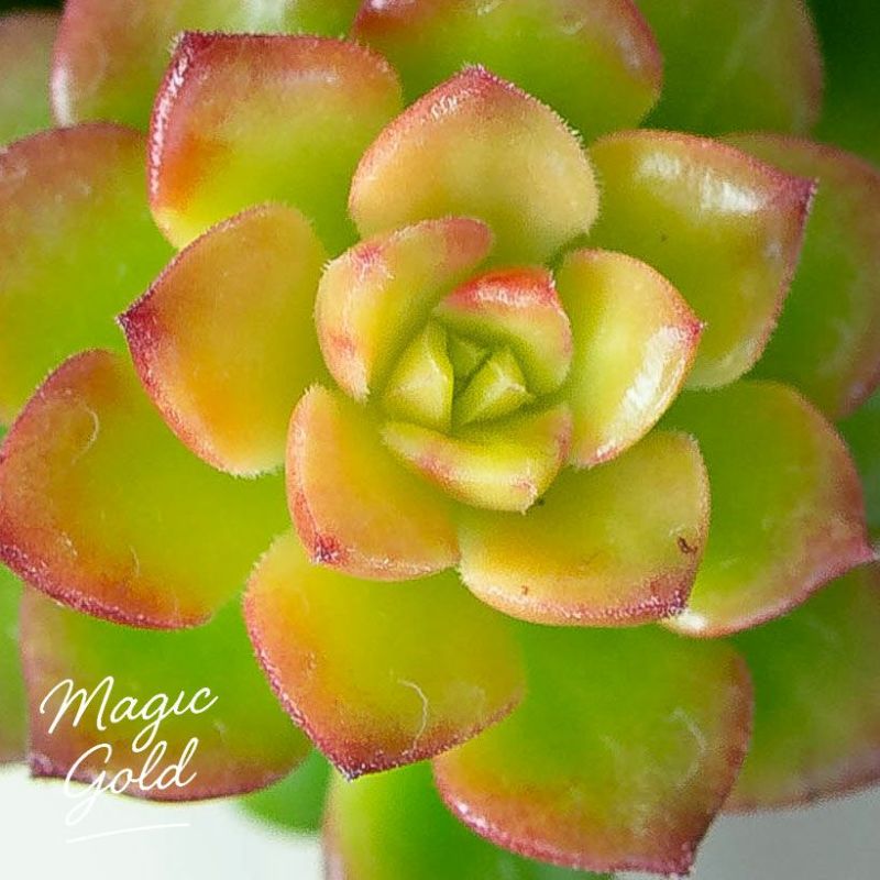 セデベリア レティジア「マジックゴールド」子株吹き株