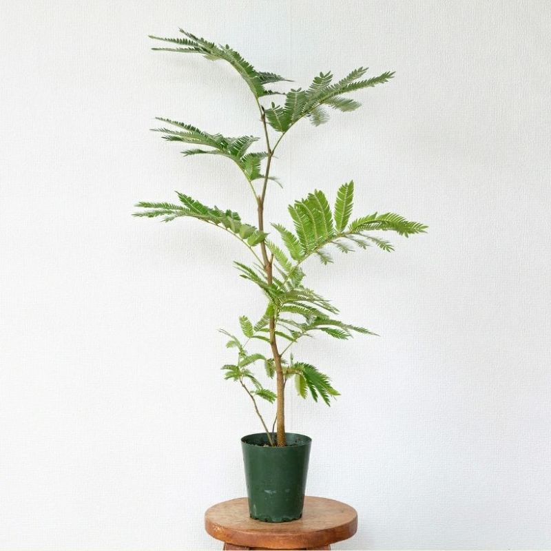 アカサヤネムノキ（ネムノキエバーフレッシュ）実生寄せ植え株